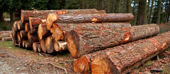 Bientôt une nouvelle façon d’investir dans les bois et forêts