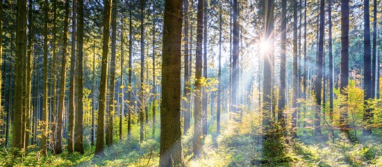 Les prix des forêts françaises flambent !